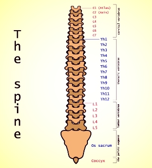 osteocondrose lombar